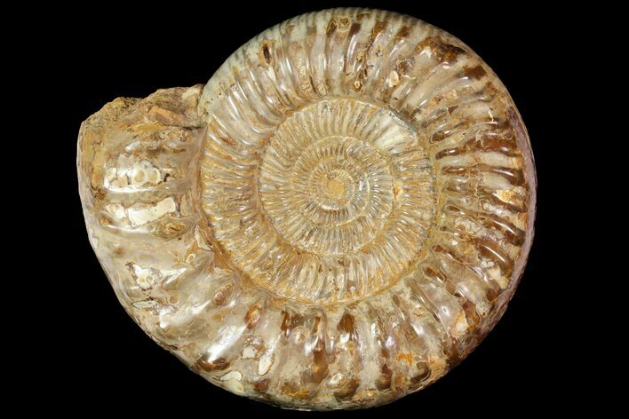 Jurassic Ammonite Fossil - Madagascar #118430